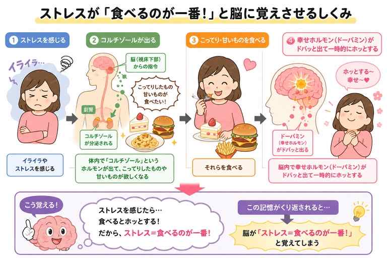 ストレスで食べ過ぎてしまう脳の仕組み|コルチゾールとドーパミンの図解